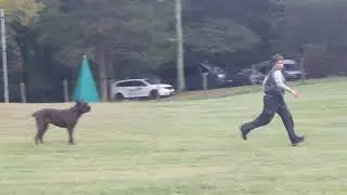 Vendetta obedience practice for IGP. 10/5/22.     Ivy League Kennel cane corso training