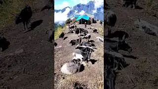 nature #mountains #nature #nature watch till end.