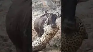 Fearless Leopard Takes on a Wildebeest Alone | Freaky Nature