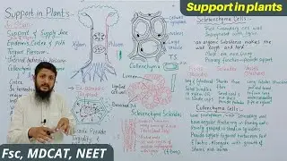 Support in plants | Sclerenchyma vs collenchyma