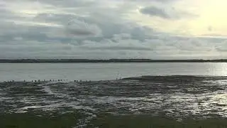 Coastal Birds at Chalkdock Lake, Langstone Harbour, &,Farlington Marshes, Hampshire. December 2025