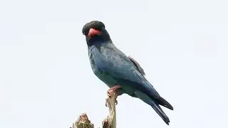 Oriental Dollarbird Eyeing Insects, Interrupted by Brown-eared Bulbul