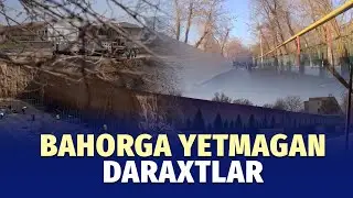 Toshkentda zarang daraxtlari sirli ravishda yo&lsquo;q qilindi