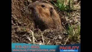Facility Pest Control - Calabasas, Woodland Hills, Agoura Hills