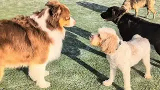 Magical puppy play in the snow at Jollytails!