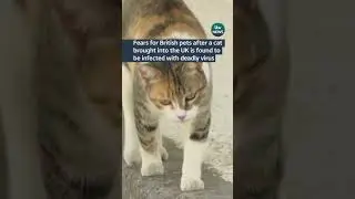 Fears for British pets after a cat brought into the UK is found to be infected with deadly virus
