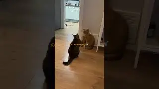 A dose of happy chaos. #funnyanimals #cute #animallovers