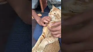 അല്ലേലും നുമ്മ എപ്പോഴും ഇങ്ങന 🤩#funnyanimal #funnycatvideos #catfunny #zaraababy🧿