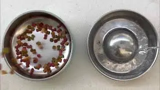 Pouring dog food and water into bowls - AT THE SAME TIME!