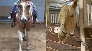 NetPosse Alert Review from Stolen Horse International - NetPosse