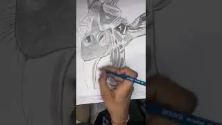 Giraffe realistic drawing ✍️ #giraffedrawing #pendrawing #pencilshading