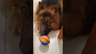 Un Berger Allemand Sauve un B&eacute;b&eacute; d&rsquo;un Serpent Mortel 🐕🐍❤️