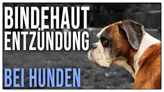 Knallrote Augen - Hochansteckend! Bindehautentzündung beim Hund - TGH 466