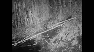 NIGHTVISION ... Frettchen