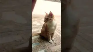 cute kitten 😍 #catzone #birds #cutecat