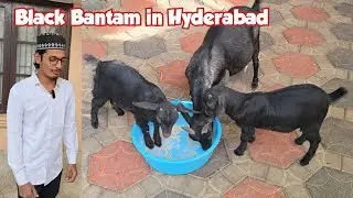 Black Bantam Goat Kids | Lilliput Size Bantam | Hyderabad