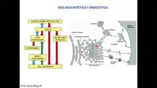 Vídeo Clase Golgi y Lisosomas parte I