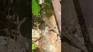 Lizard 🦎 කටුස්සා #viralshorts #animals #lizard #srilanka #wildlife #trending #reels #shorts #nature