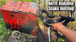 Grumpy Rattlesnake Under a Filing Cabinet! Flipping Tin for Snakes in North Alabama