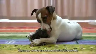 Dog/Cat Toys Manufacturer Pet Supplies Manufacturers Dogs/Cats product Company Pets toy factory A465