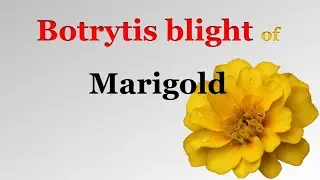 Diseases of Marigold | Botrytis Blight