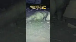 WILDKAMERA IM GARTEN. MARDER NIMMT SICH DIE RESTE VOM KATZENFUTTER