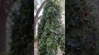 Shake that Tushie Living Topiary on Afternoon Walk Busch Gardens Tampa