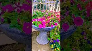 The Best Flowers to combine - White and Red