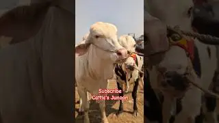 Malir mandi short update #cattlesjunoon #malircattlemandi #cow #animals #shortsfeed #shorts #foryou