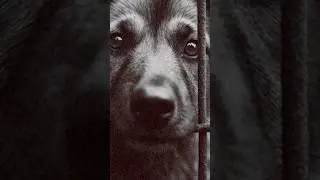 Why should we help animals when there is so much human suffering in the world? #dogs #dog #cat