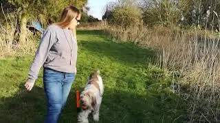 Italian Spinone Training: Simple Memory Retrieve