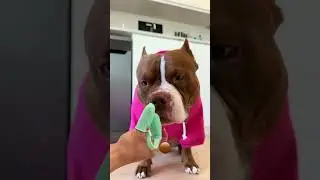 American Bully Dog Care Routine Featuring Galaxy Destroyer
