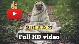 Ultimate Guilty Dogs Video Compilation 😁 Funny Pets Videos puppies cute puppies videos cute puppies