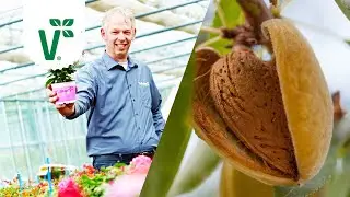 Braucht ein Mandelbaum D&uuml;nger? - Volkers Gartenwissen
