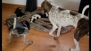 Babies learning to play with the big dogs