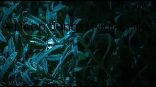 Deep Jungle Night Hike