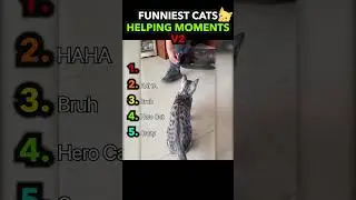 Funniest Cats Helping Humans Caught on Camera! 😹🐾 #cat