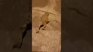 running frog 🐸