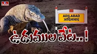 Adilabad District | ఆదిలాబాద్ జిల్లాలో  ఉడుముల వేట..! | hmtv