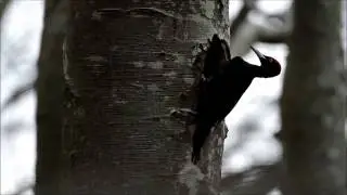 Dryocopus Martius. Picamaderos negro. Pito negro