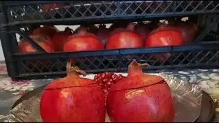 NAR EKŞISII  / GRANATAPFEL SIRUP BIR NARDA KAC TANE NAR TANESI  ⁉️VERBREITUNG  👌/ #keşfet