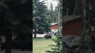 Walking Distance #shorts #wildlife #adventure #nature #bear #travel #forest #canada