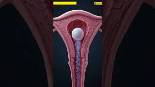 Egg vs Sperm: Who Dies First? | Human Reproduction Explained