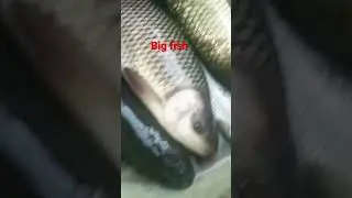 Big fish #viral #shorts #short #trending#viral  #youtubeshorts #debajit