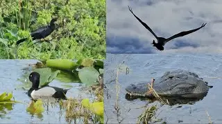 Lake Apopka Wildlife Drive: An Adventure in Nature