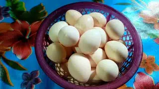 কি করলে মুরগি বেশি ডিম দিবে? | Egg Production Tips for Backyard Chicken