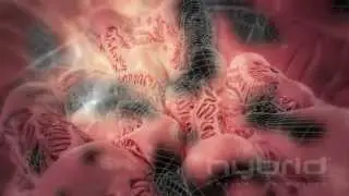 Glomerulus fly-through fx sequence