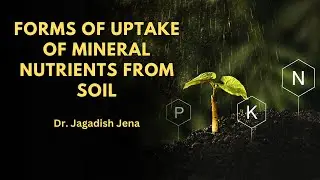 Forms of mineral nutrient uptake in plant | Nutrient movement in soil & plants #mineralnutrition