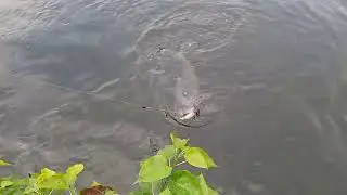 Big Fesing Hunting