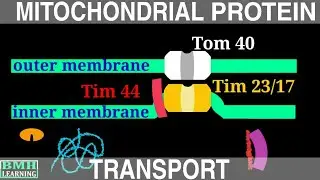 Protein Transport Into Mitochondria | Mitochondrial Protein Transport |
